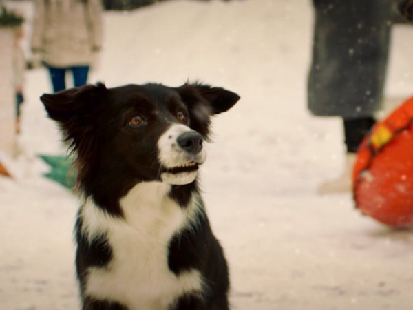 Моё собачье дело (4)