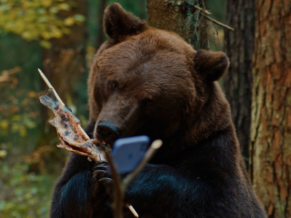 Мой папа — медведь (6)