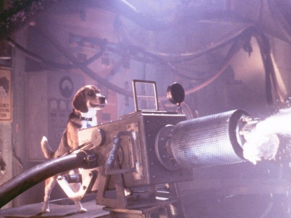 Кошки против собак (5)