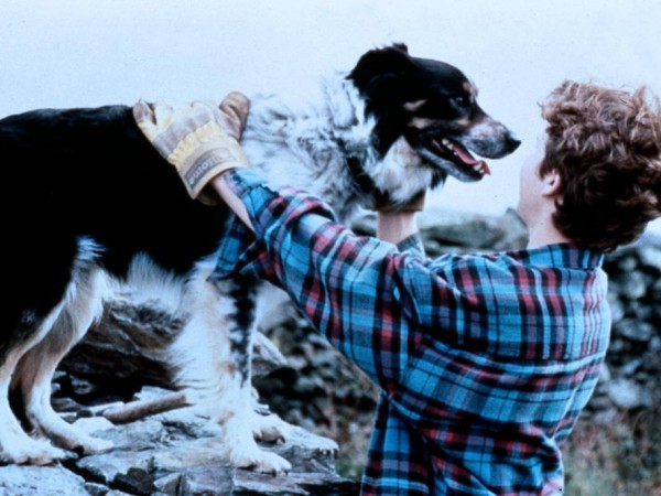 Старина Боб (2)