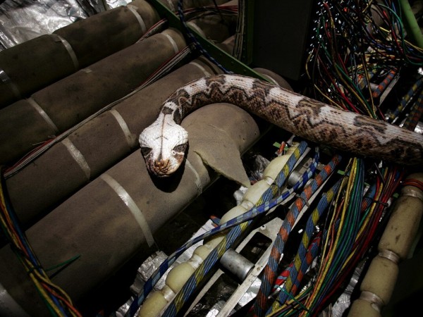 Змеи в самолёте (3)