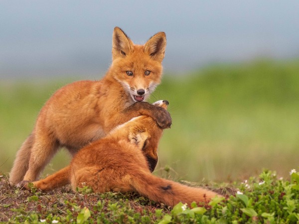 Огненный лис (4)