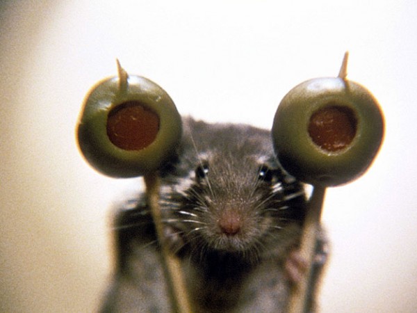 Мышиная охота