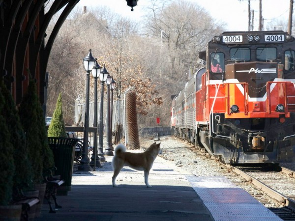 Хатико: самый верный друг (2)