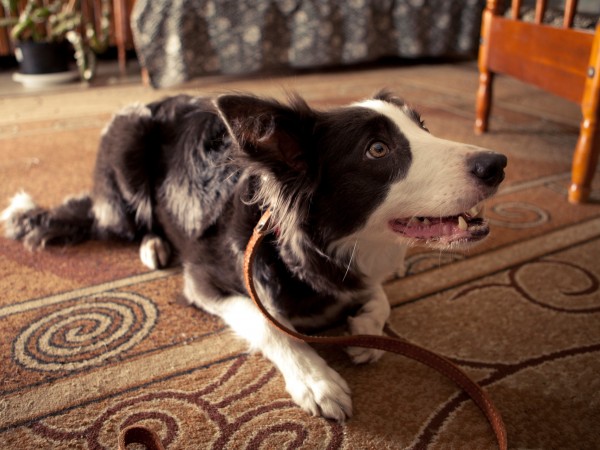 Ёлки лохматые (5)