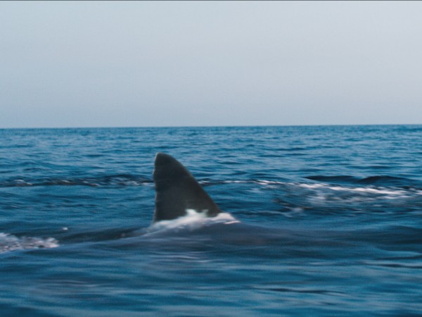 Челюсти. Столкновение (4)