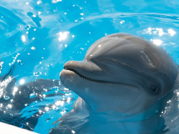 Дельфин Берни