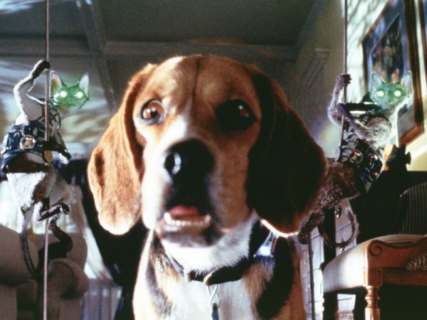 Кошки против собак