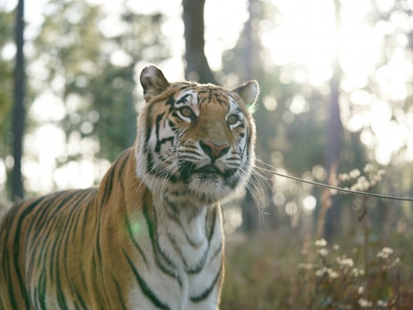 Парящий тигр (4)