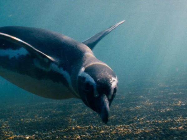 Мой пингвин (5)