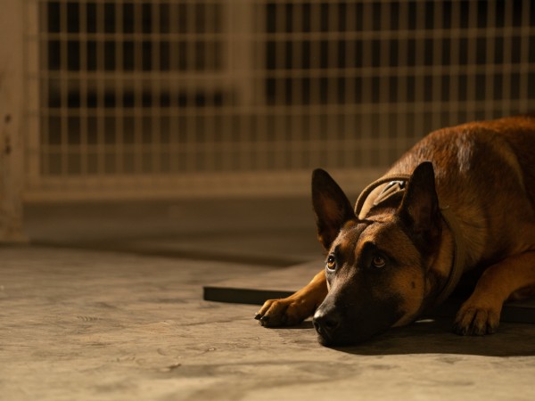 Лулу и Бриггс (4)