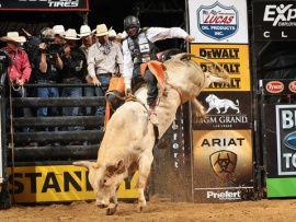 Скачки на быках