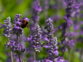 Краснодар — город цветов