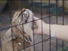 Большое сердце