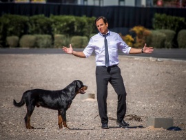 Псы под прикрытием