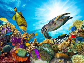 Жизнь на рифе