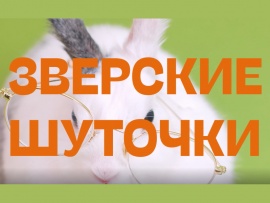 Зверские шуточки