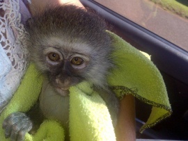 Служба спасения мартышек