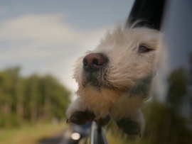 Удивительные приключения пса Габена