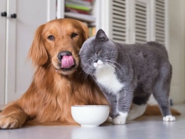 Спасатели домашних питомцев