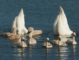 Семейные узы у диких животных