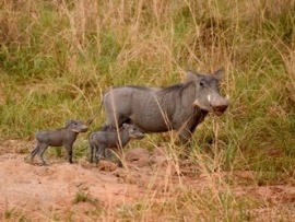 Клыкастая мама