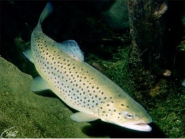 Ловля кумжи на берегу Баренцева моря