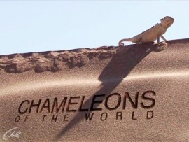 Хамелеоны мира