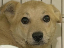 Такая порода